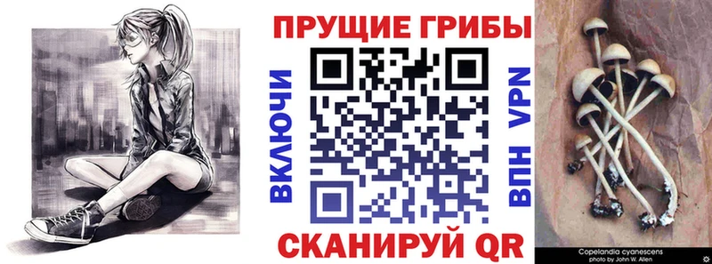 Галлюциногенные грибы GOLDEN TEACHER  Новошахтинск 